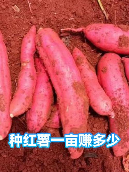 种地瓜一亩地利润多少缩略图
