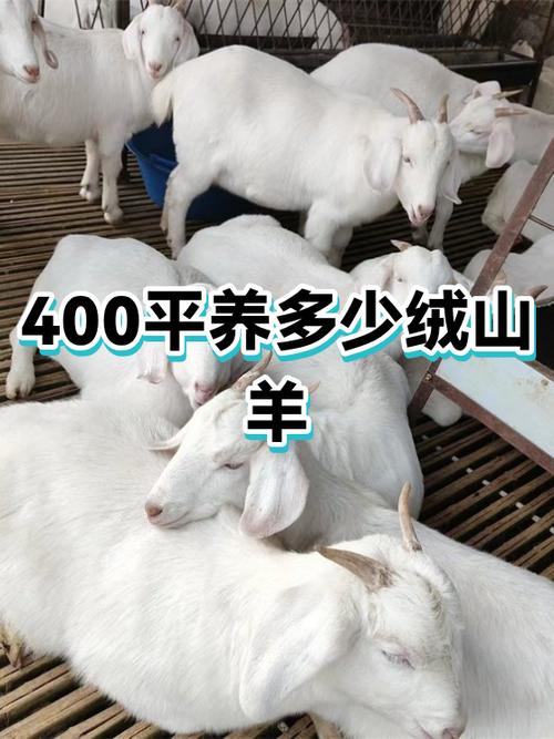 圈养20只羊一年的利润缩略图