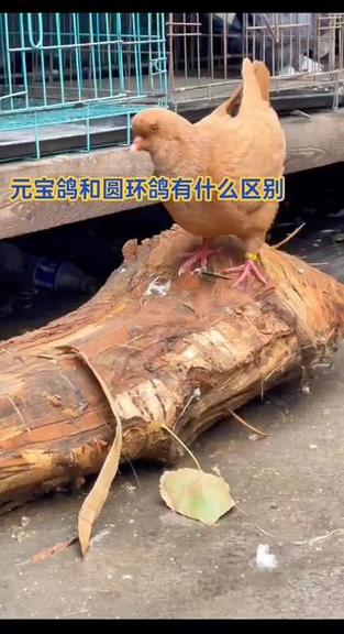圆环鸽重还是元宝鸽重缩略图