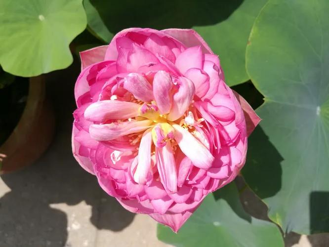 荷花影院缩略图