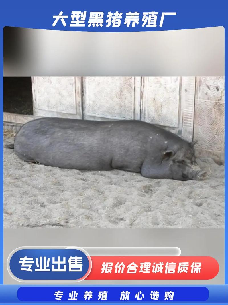 30一40斤小猪多少钱一斤缩略图