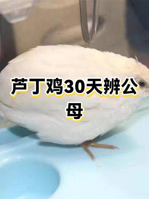 芦丁鸡一只多少钱缩略图