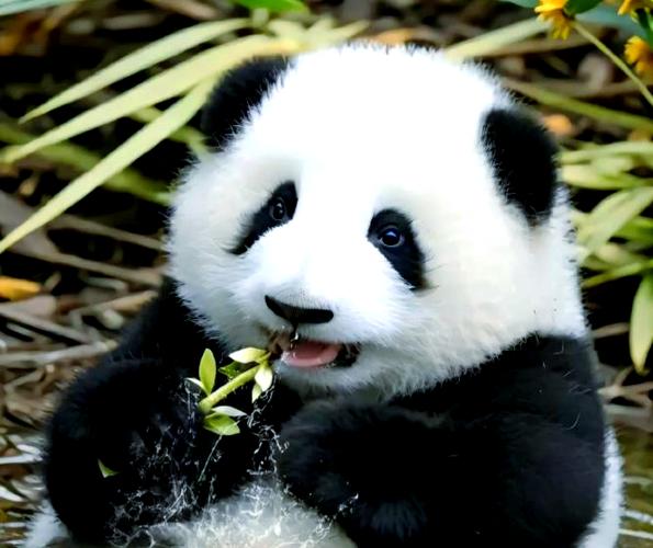 熊猫为什么叫熊猫缩略图