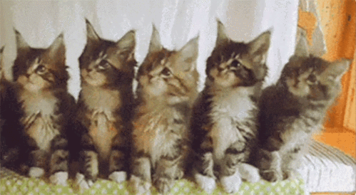 猫咪摇头表情包游戏截图