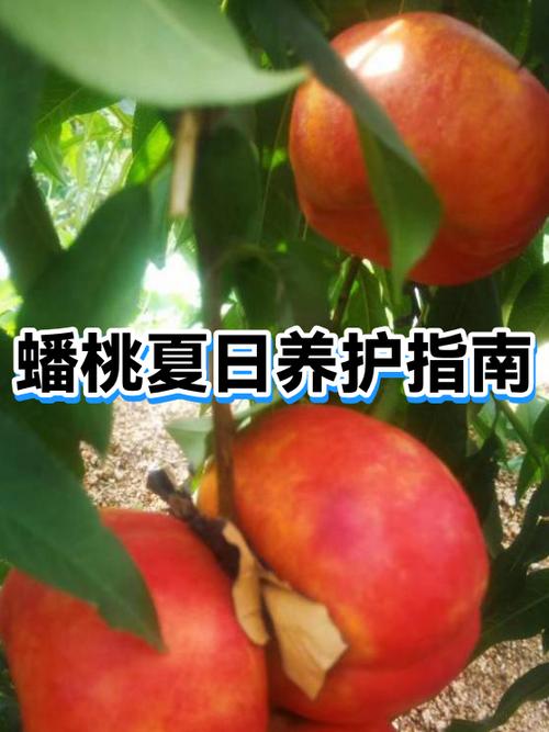 蟠桃修剪视频缩略图