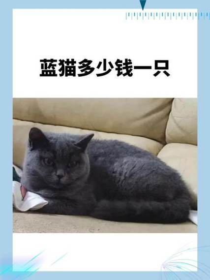 蓝猫多少钱一只缩略图