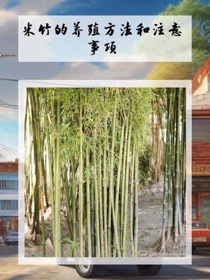 米竹的养殖方法和注意事项缩略图