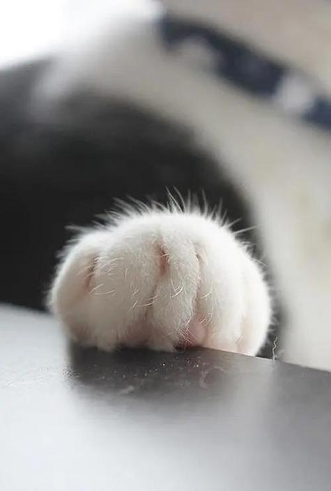 猫爪论坛官网网站游戏截图