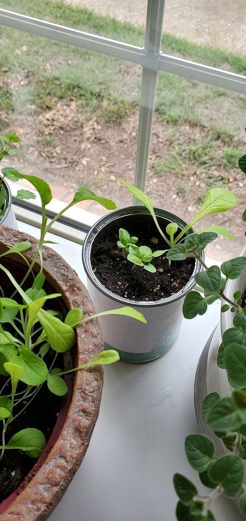 月季花多久浇一次水缩略图