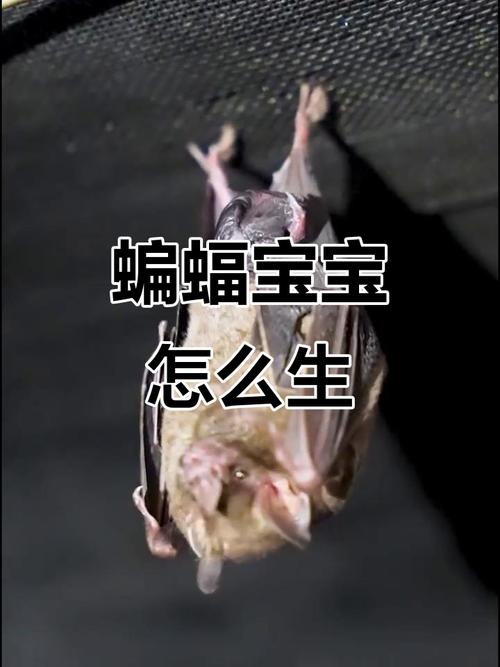 蝙蝠的繁殖方式6种游戏截图