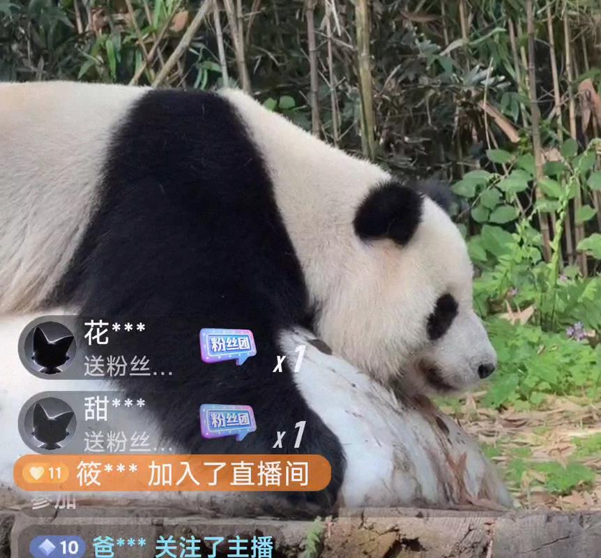 熊猫直播主播游戏截图