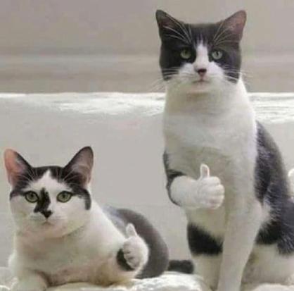 猫咪点赞表情图片缩略图