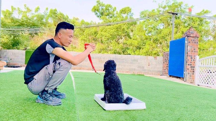 训狗视频缩略图