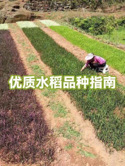 贵州水稻老品种排名缩略图