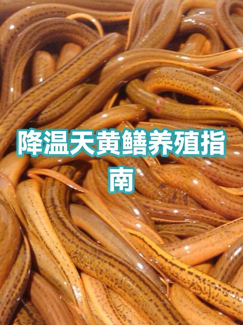 农村黄鳝养殖记录视频播放缩略图