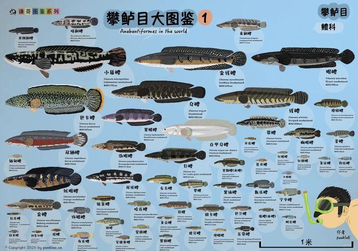 宝可梦wiki图鉴缩略图