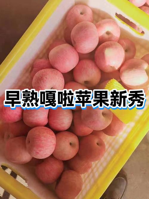 嘎啦苹果与苹果的区别游戏截图