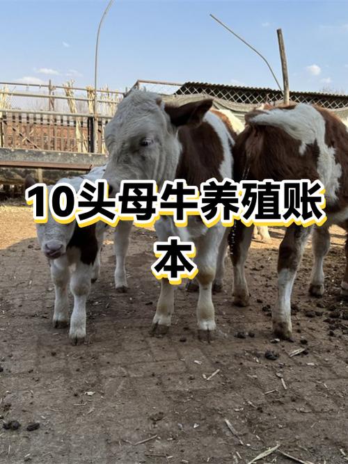 养10头牛一年利润多少缩略图