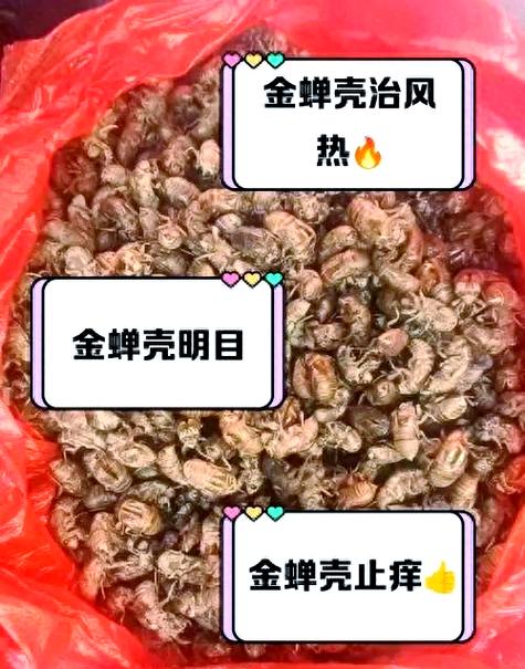 金蝉壳多少钱一斤缩略图