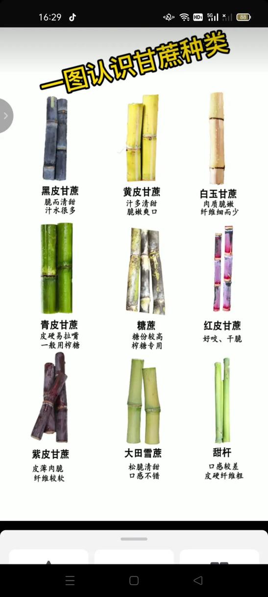 甘蔗有多少个品种缩略图