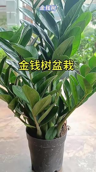 幸运金钱树最新版缩略图