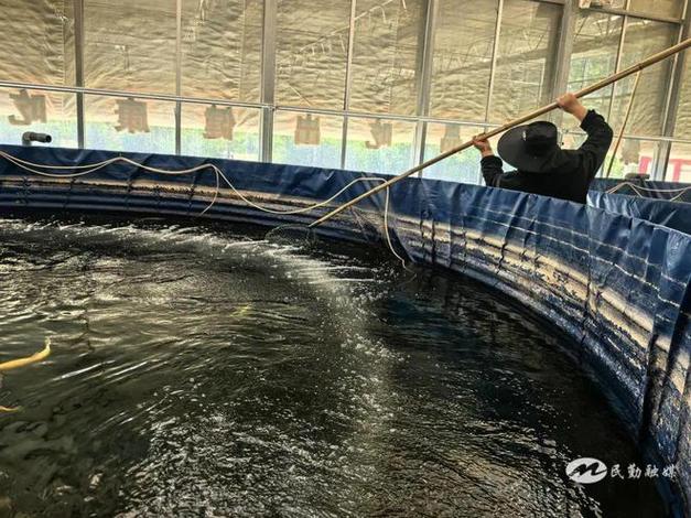 箱体养鱼方式技术缩略图