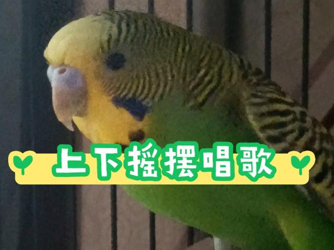 《咕叽咕叽》循环播放缩略图