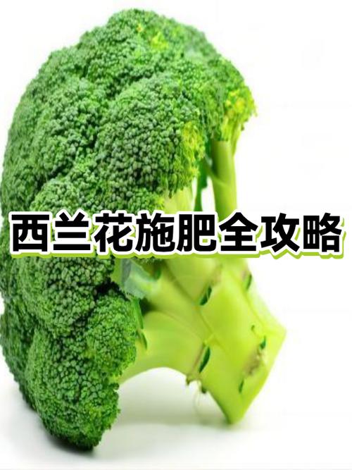 一亩西兰花有多少利润缩略图