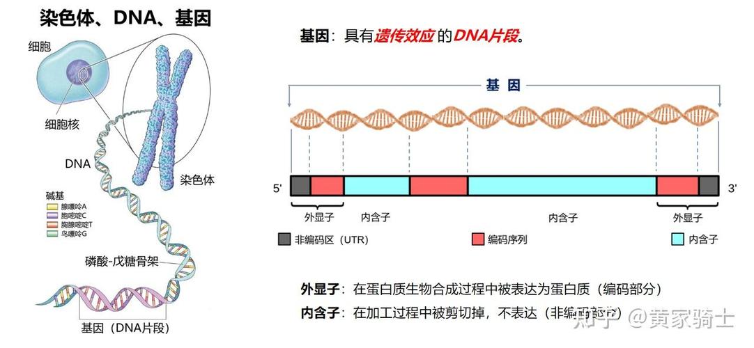 基因检测有必要做吗游戏截图