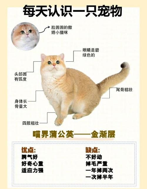 金渐层多少钱一只?缩略图