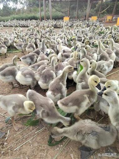 小鹅养殖技术和方法缩略图