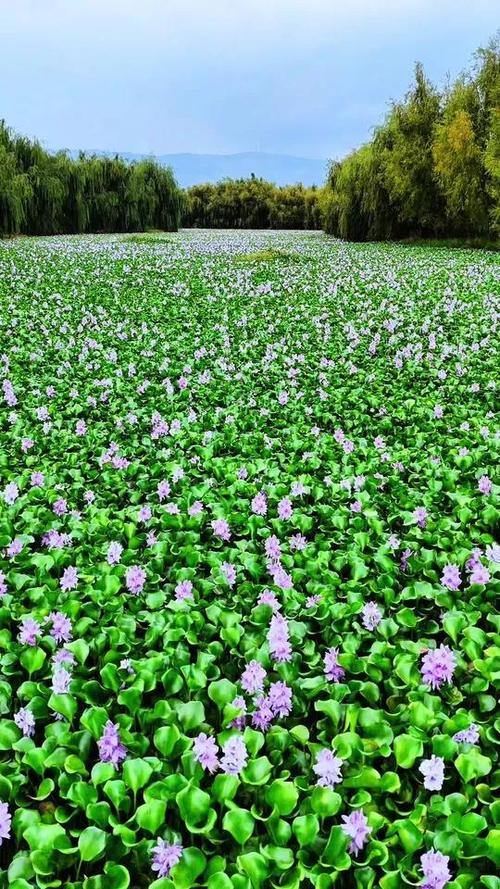水葫芦图片缩略图