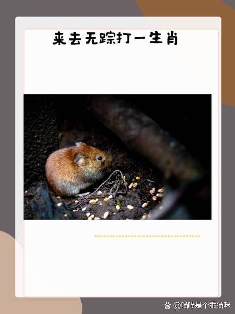 无痕浏览记录查看器游戏截图