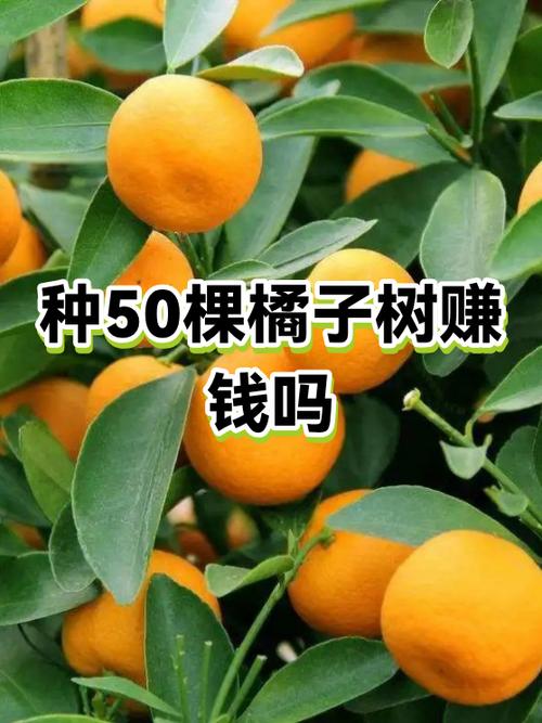 种果园赚钱吗缩略图