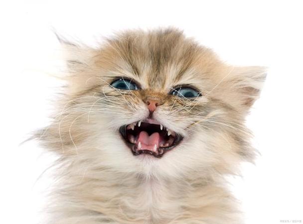 有一只小猫张开嘴巴喵喵喵喵喵缩略图