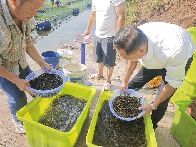 网箱养殖黄鳝游戏截图