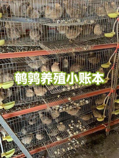 养100只鹌鹑一年利润缩略图