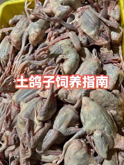 土鸽子多少钱一只缩略图