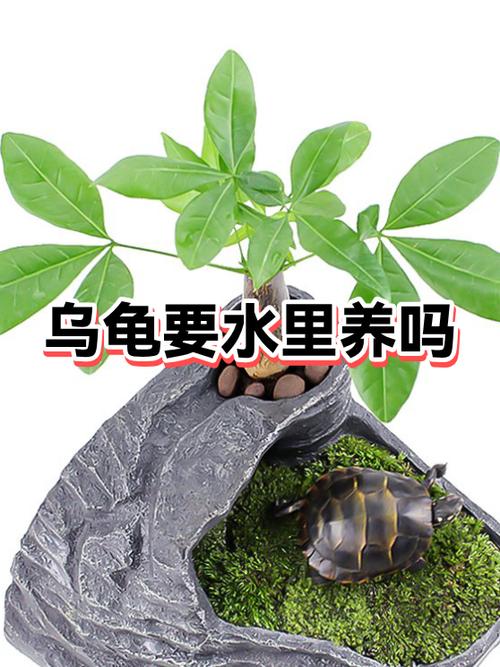 养殖乌龟的真实利润是多少缩略图