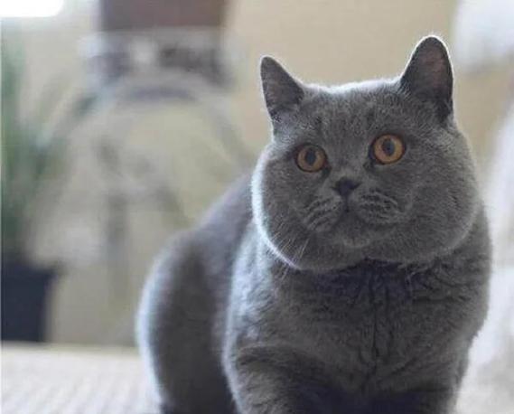英短猫多少钱一只缩略图