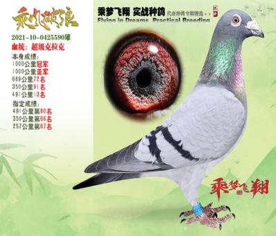 信鸽1000公里要飞多久缩略图