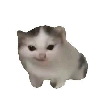 猫meme动画缩略图