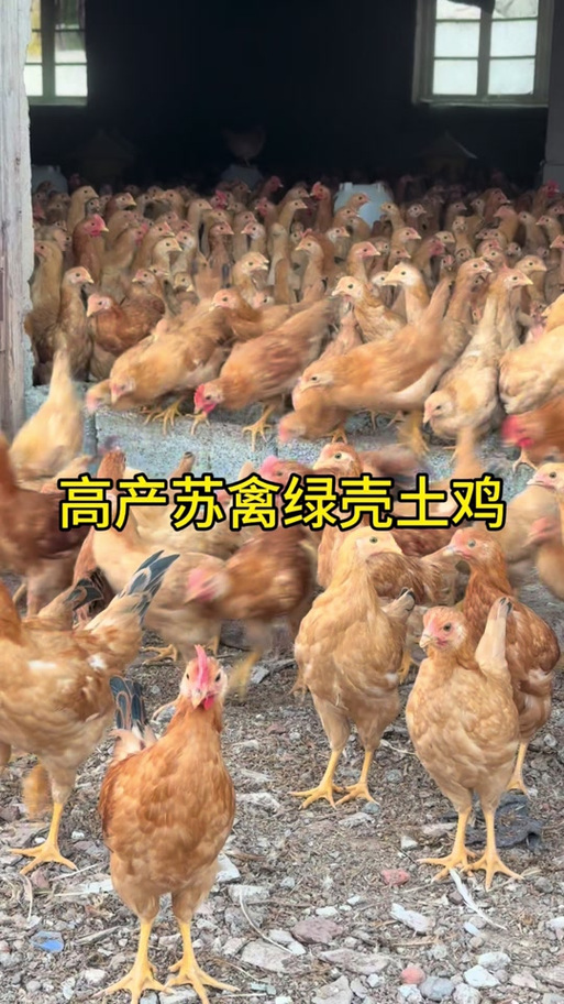 正宗苏禽鸡图片缩略图