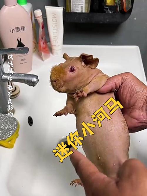 小河马养殖回收是真是假?缩略图