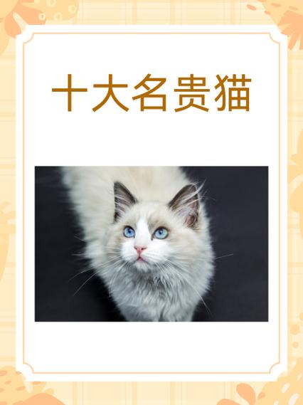 法国十大名猫游戏截图