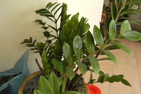 摇钱树苗种植缩略图