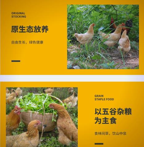 农村散养土公鸡广告语游戏截图