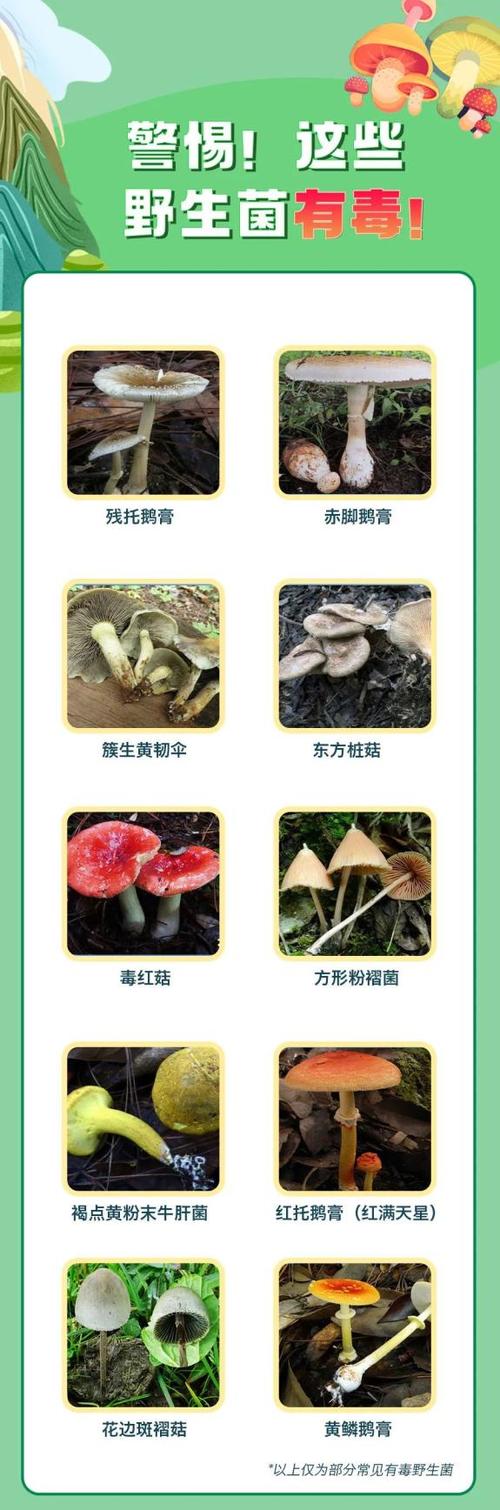怎样识别毒蘑菇和可食蘑菇缩略图