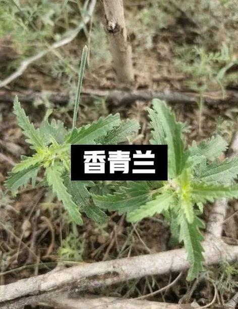 山薄荷缩略图