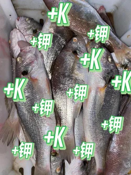 吃鱼升血压还是降血压缩略图